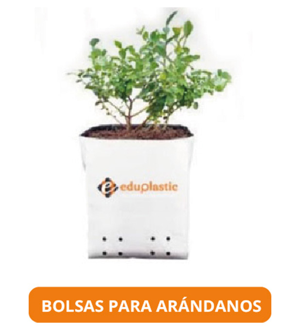 arandanoshome2 Bolsas para arandanos